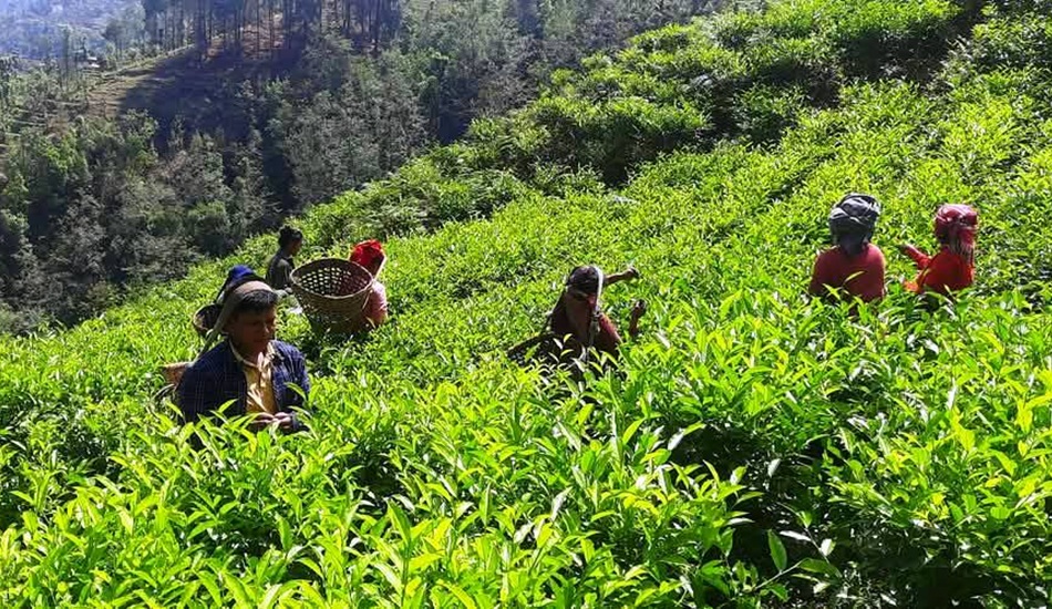 उत्पादन निर्यातमा भारतीय अवरोध कारण नेपालका चिया उद्योग बन्दै हुँदै